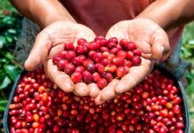 Agroexportaciones superan los US$ 2,220 millones en el primer bimestre de 2026 Agroexportaciones superan los US$ 2,220 millones en el primer bimestre de 2026