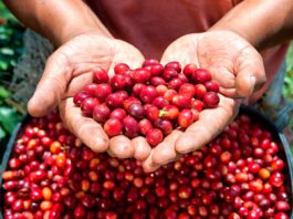 Agroexportaciones superan los US$ 2,220 millones en el primer bimestre de 2026 Agroexportaciones superan los US$ 2,220 millones en el primer bimestre de 2026