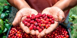 Agroexportaciones superan los US$ 2,220 millones en el primer bimestre de 2026 Agroexportaciones superan los US$ 2,220 millones en el primer bimestre de 2026