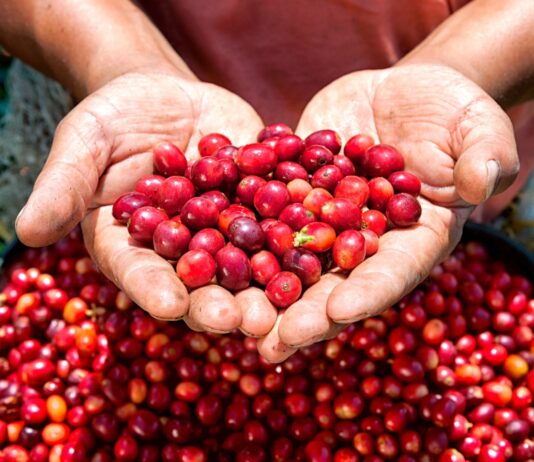 Agroexportaciones superan los US$ 2,220 millones en el primer bimestre de 2026 Agroexportaciones superan los US$ 2,220 millones en el primer bimestre de 2026