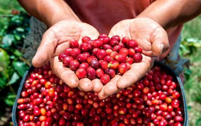 Agroexportaciones superan los US$ 2,220 millones en el primer bimestre de 2026