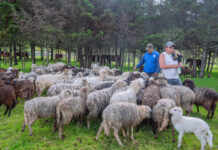 Piura: Ayabaca fortalece ganadería ovina con capacitaciones y módulo de reproducción Piura: Ayabaca fortalece ganadería ovina con capacitaciones y módulo de reproducción