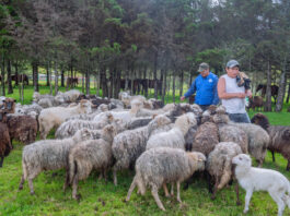 Piura: Ayabaca fortalece ganadería ovina con capacitaciones y módulo de reproducción Piura: Ayabaca fortalece ganadería ovina con capacitaciones y módulo de reproducción