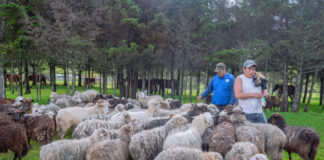 Piura: Ayabaca fortalece ganadería ovina con capacitaciones y módulo de reproducción Piura: Ayabaca fortalece ganadería ovina con capacitaciones y módulo de reproducción