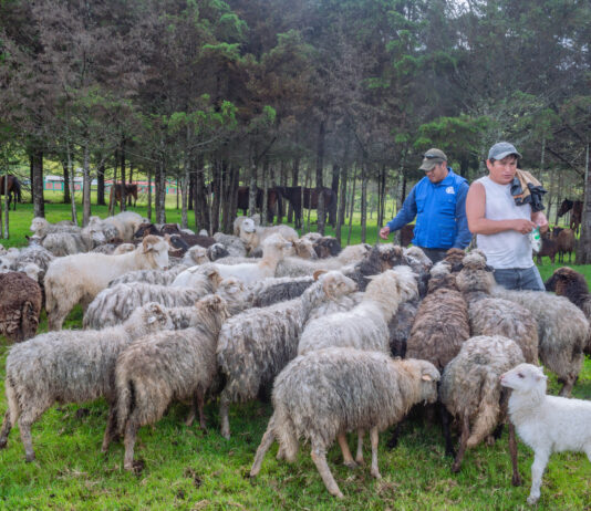 Piura: Ayabaca fortalece ganadería ovina con capacitaciones y módulo de reproducción Piura: Ayabaca fortalece ganadería ovina con capacitaciones y módulo de reproducción