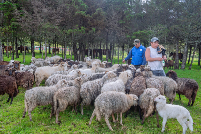 Piura: Ayabaca fortalece ganadería ovina con capacitaciones y módulo de reproducción