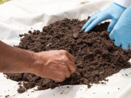 Mapas de fertilidad del suelo ayudarán a mejorar rendimiento de cultivos Mapas de fertilidad del suelo ayudarán a mejorar rendimiento de cultivos