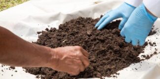 Mapas de fertilidad del suelo ayudarán a mejorar rendimiento de cultivos Mapas de fertilidad del suelo ayudarán a mejorar rendimiento de cultivos