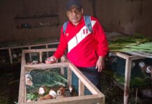 Piura: familias de Huarmaca incrementan ingresos con crianza tecnificada de cuyes Piura: familias de Huarmaca incrementan ingresos con crianza tecnificada de cuyes