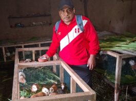 Piura: familias de Huarmaca incrementan ingresos con crianza tecnificada de cuyes Piura: familias de Huarmaca incrementan ingresos con crianza tecnificada de cuyes