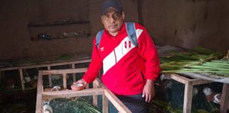 Piura: familias de Huarmaca incrementan ingresos con crianza tecnificada de cuyes Piura: familias de Huarmaca incrementan ingresos con crianza tecnificada de cuyes