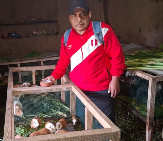 Piura: familias de Huarmaca incrementan ingresos con crianza tecnificada de cuyes Piura: familias de Huarmaca incrementan ingresos con crianza tecnificada de cuyes