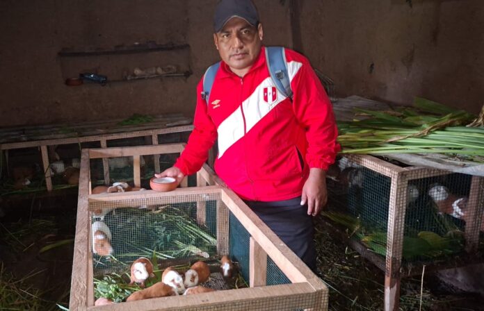 Piura: familias de Huarmaca incrementan ingresos con crianza tecnificada de cuyes
