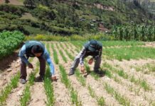 Áncash contará con nueva estación del INIA para investigación agrícola Áncash contará con nueva estación del INIA para investigación agrícola