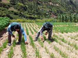 Áncash contará con nueva estación del INIA para investigación agrícola Áncash contará con nueva estación del INIA para investigación agrícola