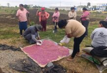 Sechura: Asociación de mujeres impulsa cultivo de frijol caupí con asistencia técnica Sechura: Asociación de mujeres impulsa cultivo de frijol caupí con asistencia técnica