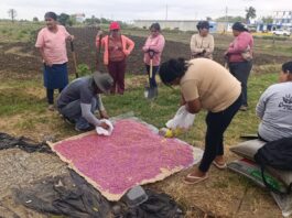 Sechura: Asociación de mujeres impulsa cultivo de frijol caupí con asistencia técnica Sechura: Asociación de mujeres impulsa cultivo de frijol caupí con asistencia técnica