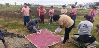 Sechura: Asociación de mujeres impulsa cultivo de frijol caupí con asistencia técnica Sechura: Asociación de mujeres impulsa cultivo de frijol caupí con asistencia técnica