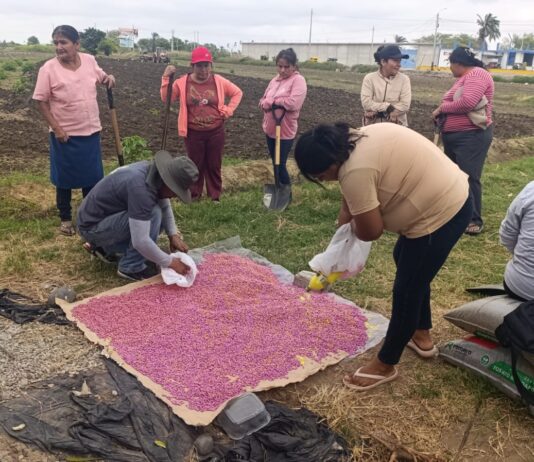 Sechura: Asociación de mujeres impulsa cultivo de frijol caupí con asistencia técnica Sechura: Asociación de mujeres impulsa cultivo de frijol caupí con asistencia técnica