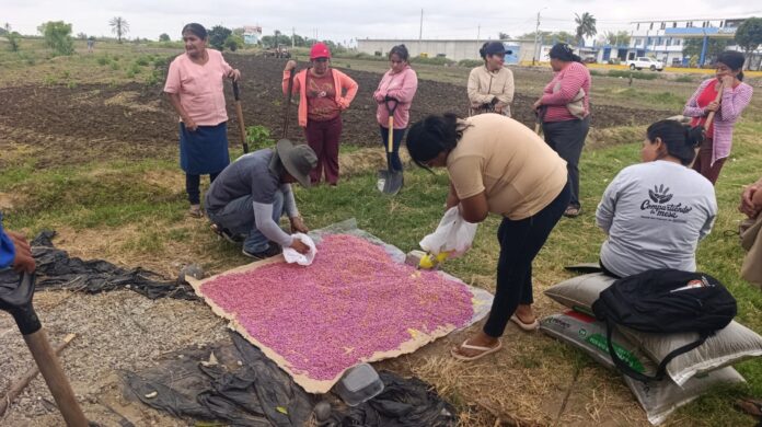 Sechura: Asociación de mujeres impulsa cultivo de frijol caupí con asistencia técnica