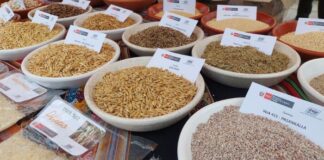 Chiclayo será sede del II Congreso Peruano de Semillas y Viveros 2026 Chiclayo será sede del II Congreso Peruano de Semillas y Viveros 2026