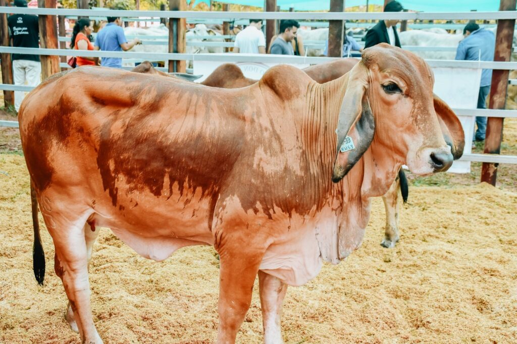ExpoZebú Perú 2026 posicionará a San Martín como eje de la ganadería tropical en el país