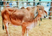 ExpoZebú Perú 2026 posicionará a San Martín como eje de la ganadería tropical en el país ExpoZebú Perú 2026 posicionará a San Martín como eje de la ganadería tropical en el país