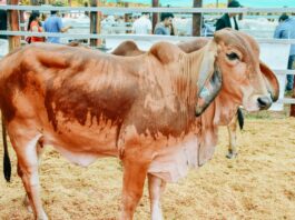 ExpoZebú Perú 2026 posicionará a San Martín como eje de la ganadería tropical en el país ExpoZebú Perú 2026 posicionará a San Martín como eje de la ganadería tropical en el país
