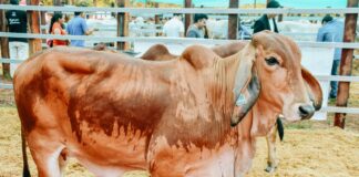 ExpoZebú Perú 2026 posicionará a San Martín como eje de la ganadería tropical en el país ExpoZebú Perú 2026 posicionará a San Martín como eje de la ganadería tropical en el país