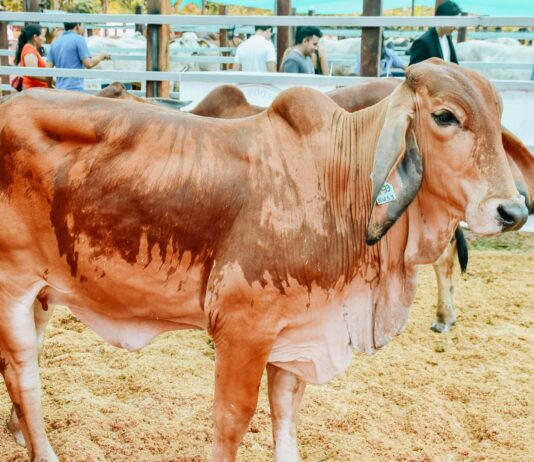 ExpoZebú Perú 2026 posicionará a San Martín como eje de la ganadería tropical en el país ExpoZebú Perú 2026 posicionará a San Martín como eje de la ganadería tropical en el país