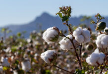 Productores de San Lucas de Colán participan en proyecto de inversión pública del algodón pima Productores de San Lucas de Colán participan en proyecto de inversión pública del algodón pima