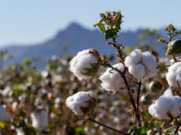 Productores de San Lucas de Colán participan en proyecto de inversión pública del algodón pima Productores de San Lucas de Colán participan en proyecto de inversión pública del algodón pima