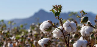 Productores de San Lucas de Colán participan en proyecto de inversión pública del algodón pima Productores de San Lucas de Colán participan en proyecto de inversión pública del algodón pima