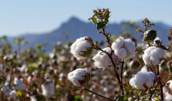 Productores de San Lucas de Colán participan en proyecto de inversión pública del algodón pima Productores de San Lucas de Colán participan en proyecto de inversión pública del algodón pima