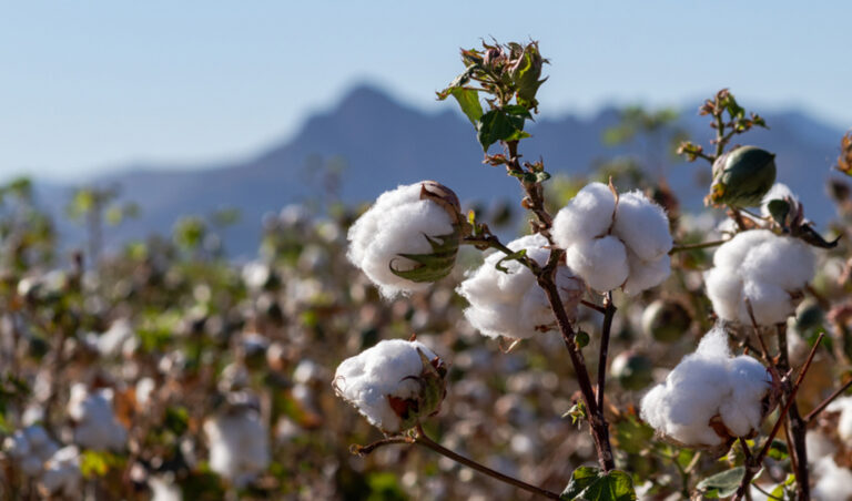 Productores de San Lucas de Colán participan en proyecto de inversión pública del algodón pima