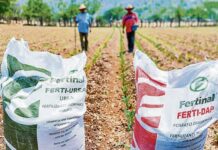 Alza del 77% en el precio de la urea amenaza los cultivos de arroz, maíz y papa Alza del 77% en el precio de la urea amenaza los cultivos de arroz, maíz y papa