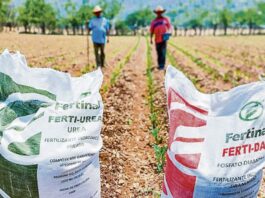Alza del 77% en el precio de la urea amenaza los cultivos de arroz, maíz y papa Alza del 77% en el precio de la urea amenaza los cultivos de arroz, maíz y papa
