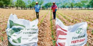 Alza del 77% en el precio de la urea amenaza los cultivos de arroz, maíz y papa Alza del 77% en el precio de la urea amenaza los cultivos de arroz, maíz y papa