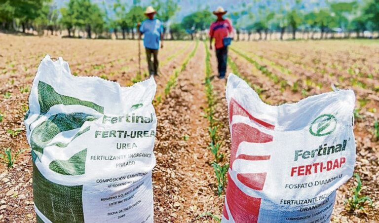 Alza del 77% en el precio de la urea amenaza los cultivos de arroz, maíz y papa