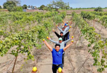 Impulsan competitividad del maracuyá y granadilla con estudios comerciales para orientar inversiones en el Perú Impulsan competitividad del maracuyá y granadilla con estudios comerciales para orientar inversiones en el Perú