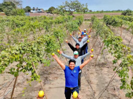 Impulsan competitividad del maracuyá y granadilla con estudios comerciales para orientar inversiones en el Perú Impulsan competitividad del maracuyá y granadilla con estudios comerciales para orientar inversiones en el Perú