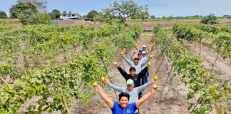 Impulsan competitividad del maracuyá y granadilla con estudios comerciales para orientar inversiones en el Perú Impulsan competitividad del maracuyá y granadilla con estudios comerciales para orientar inversiones en el Perú