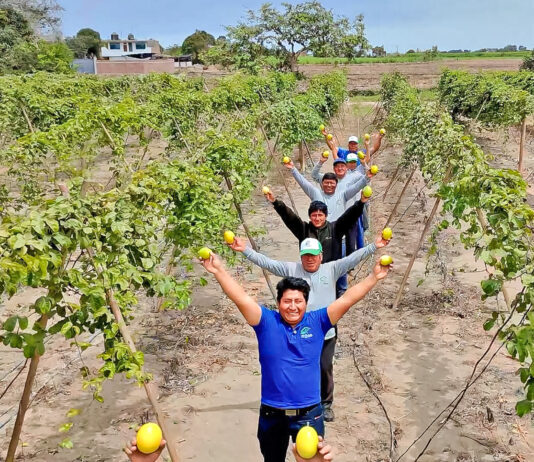 Impulsan competitividad del maracuyá y granadilla con estudios comerciales para orientar inversiones en el Perú Impulsan competitividad del maracuyá y granadilla con estudios comerciales para orientar inversiones en el Perú