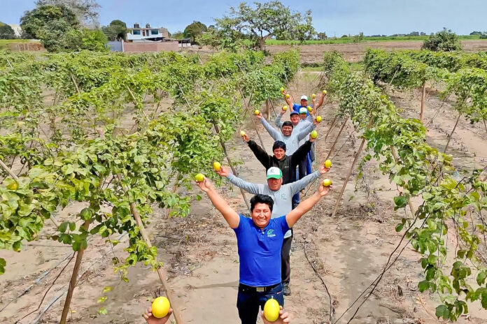 Impulsan competitividad del maracuyá y granadilla con estudios comerciales para orientar inversiones en el Perú