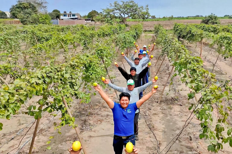 Impulsan competitividad del maracuyá y granadilla con estudios comerciales para orientar inversiones en el Perú