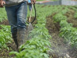 Cancelación de plaguicidas pondría en riesgo a casi 5 millones de agricultores, advierte especialista Cancelación de plaguicidas pondría en riesgo a casi 5 millones de agricultores, advierte especialista