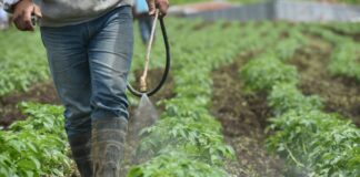 Cancelación de plaguicidas pondría en riesgo a casi 5 millones de agricultores, advierte especialista Cancelación de plaguicidas pondría en riesgo a casi 5 millones de agricultores, advierte especialista