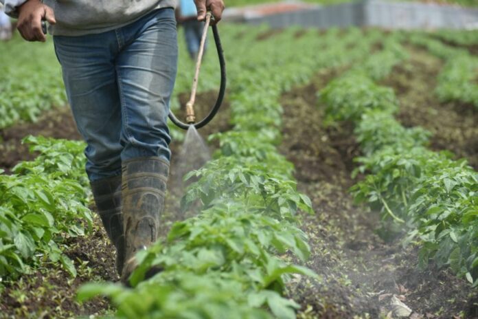 Cancelación de plaguicidas pondría en riesgo a casi 5 millones de agricultores, advierte especialista