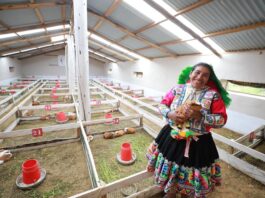 Perú: más de 469 mil familias rurales acceden a tecnologías productivas Perú: más de 469 mil familias rurales acceden a tecnologías productivas