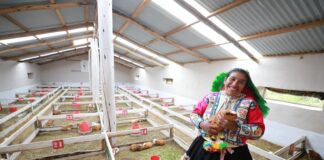 Perú: más de 469 mil familias rurales acceden a tecnologías productivas Perú: más de 469 mil familias rurales acceden a tecnologías productivas